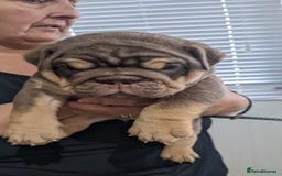 English Bulldog dogs for sale: English bull dogs  - Image 27
