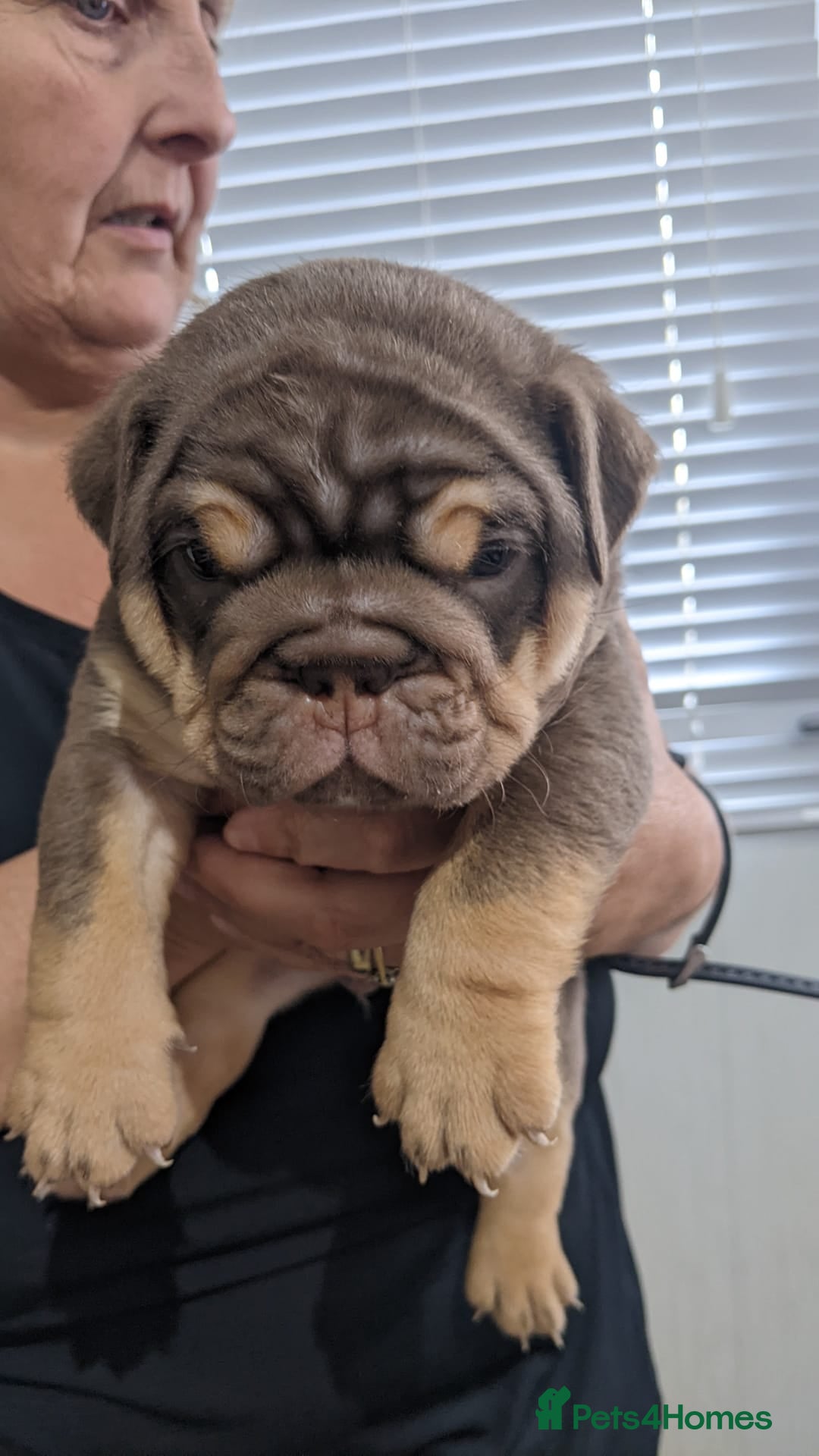 English Bulldog dogs for sale: English bull dogs  - Image 27
