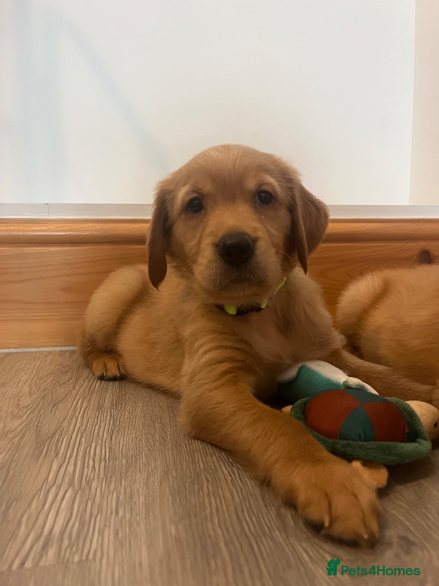 Golden Retriever dogs KC Fox Red Golden Retriever Puppies  - Advert 1