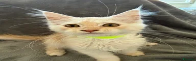 Maine Coon 2