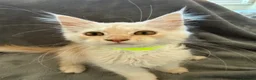 Maine Coon cats for sale: Maine Coon 3/4 Cross Kittens  - Advert 24