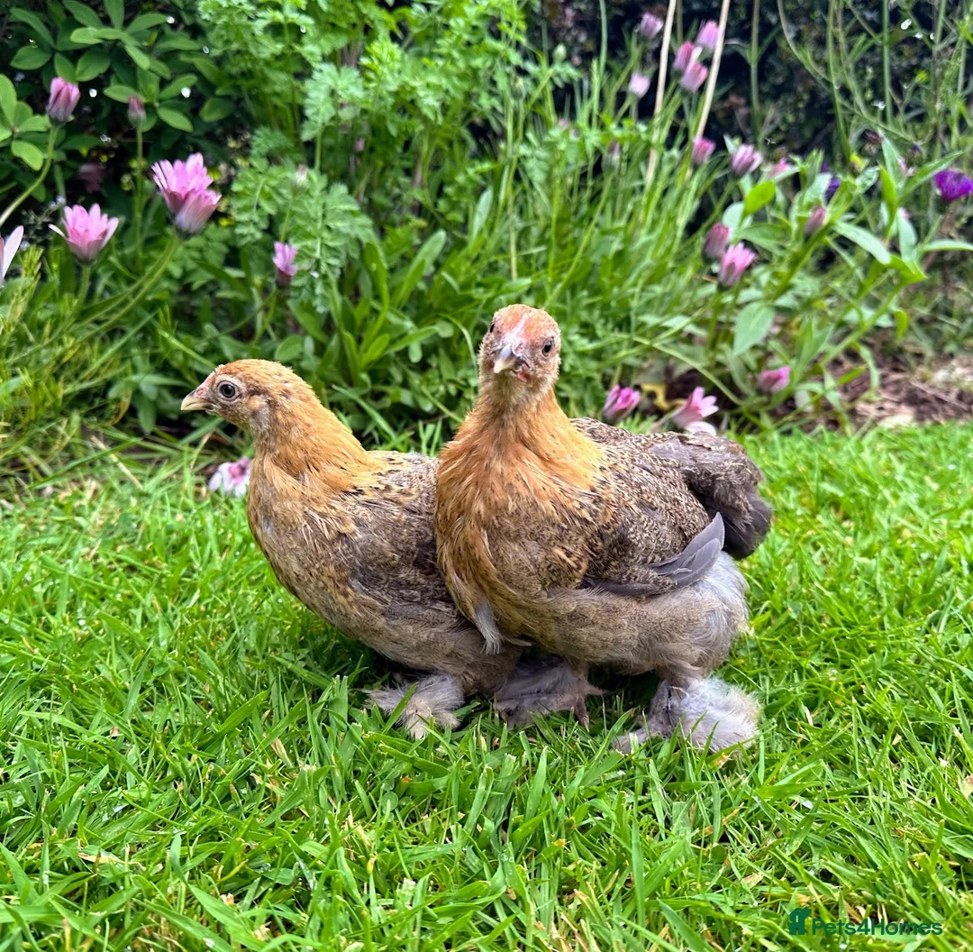 Chickens poultry for sale: Bantams and Pekins for sale - Advert 6