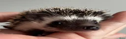 Pygmy Hedgehog rodents for sale: African Pygmy Hedgehog Ethically Bred  - Advert 10