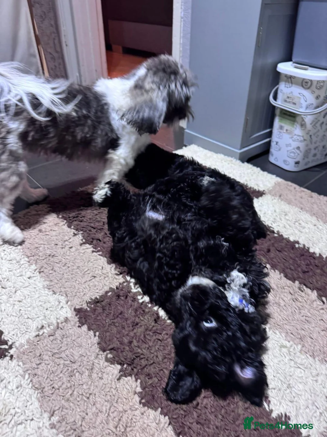Shihpoo dogs for sale: Shihpoo puppies  in Manchester - Advert 1