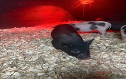 Pig livestock for sale: micro pigs - Image 7