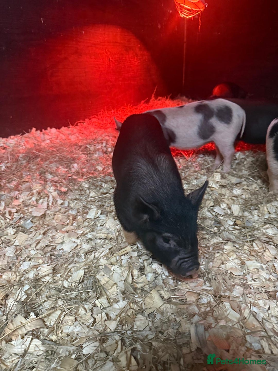 Pig livestock for sale: micro pigs - Image 7