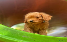 Toy Poodle dogs for sale: Beautiful Red Toy Poodle Puppies – Ready Now  - Image 9