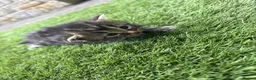 Mixed Breed cats for sale: 5 adorable kittens - Advert 4