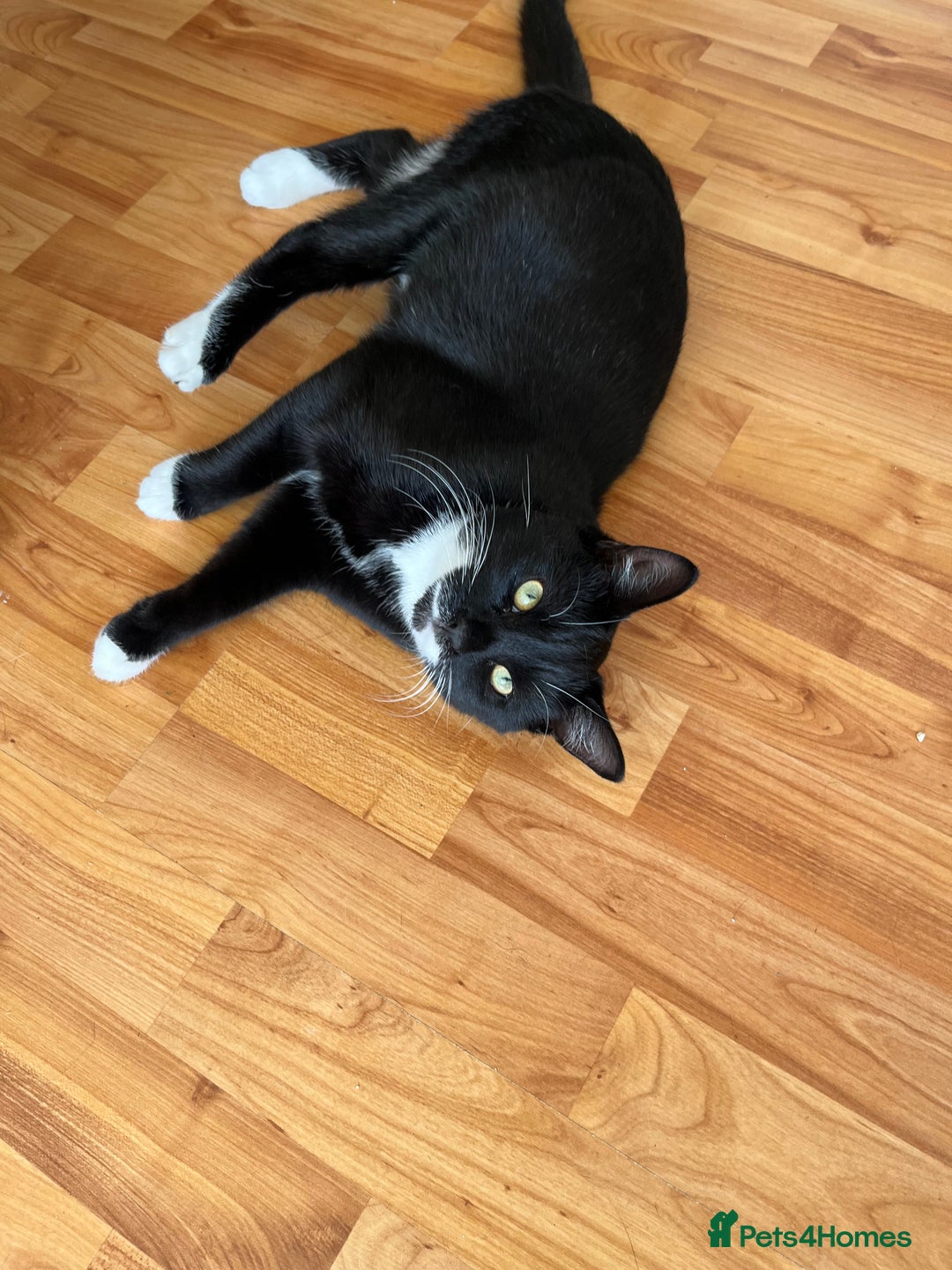 Mixed Breed cats for sale: 1 boy and 1 girl  - Image 3