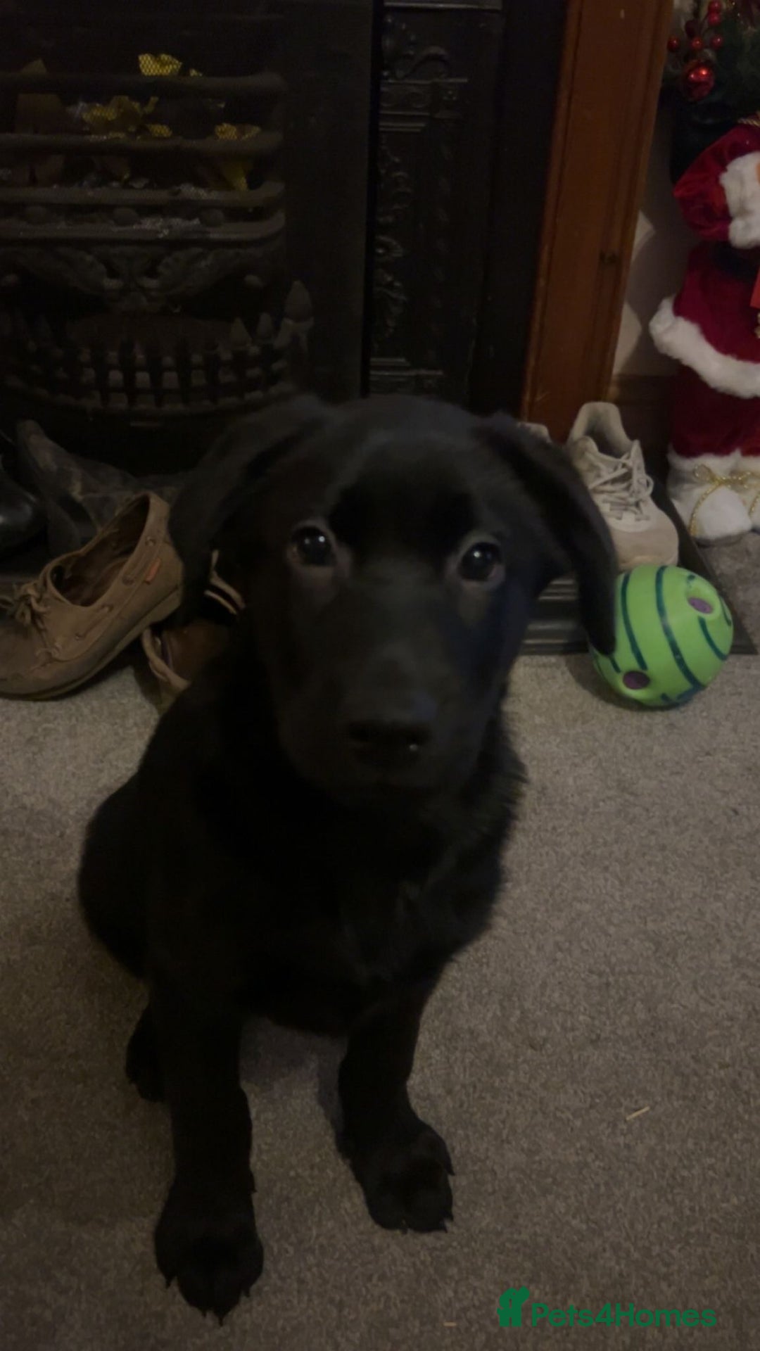 Mixed Breed dogs for sale: Shepadors  - Advert 11