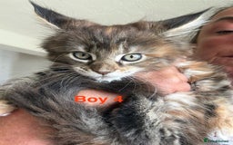 Maine Coon cats for sale: Beautiful Mainecoon Kittens x5 - Image 4