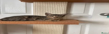 Mixed Breed Kitten 3