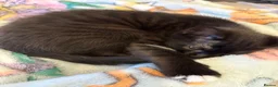 Mixed Breed cats for sale: 2 lovely female kittens  - Advert 3