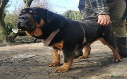 Mastiff dogs for sale: Beautiful female Mastiff  - Image 2