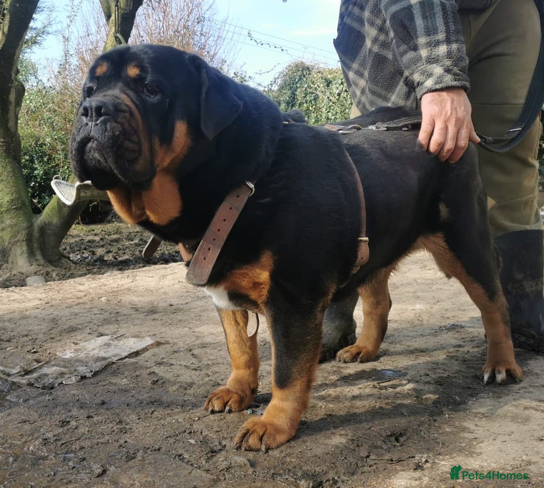 Mastiff dogs for sale: Beautiful female Mastiff  - Image 2