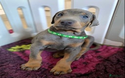 Dobermann dogs for sale: DOBERMAN PUPPIES (BOTH KC HEALTH TESTED PARENTS) - Image 34