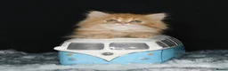 British Longhair cats for sale: Register Golden British Longhair/Shorthaired  - Advert 23