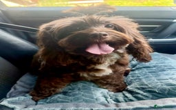 Cockapoo dogs for sale: Waiting list health tested American cockerpoos - Image 2
