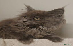 Maine Coon cats for sale: Beautiful Maine coon kittens - Image 10
