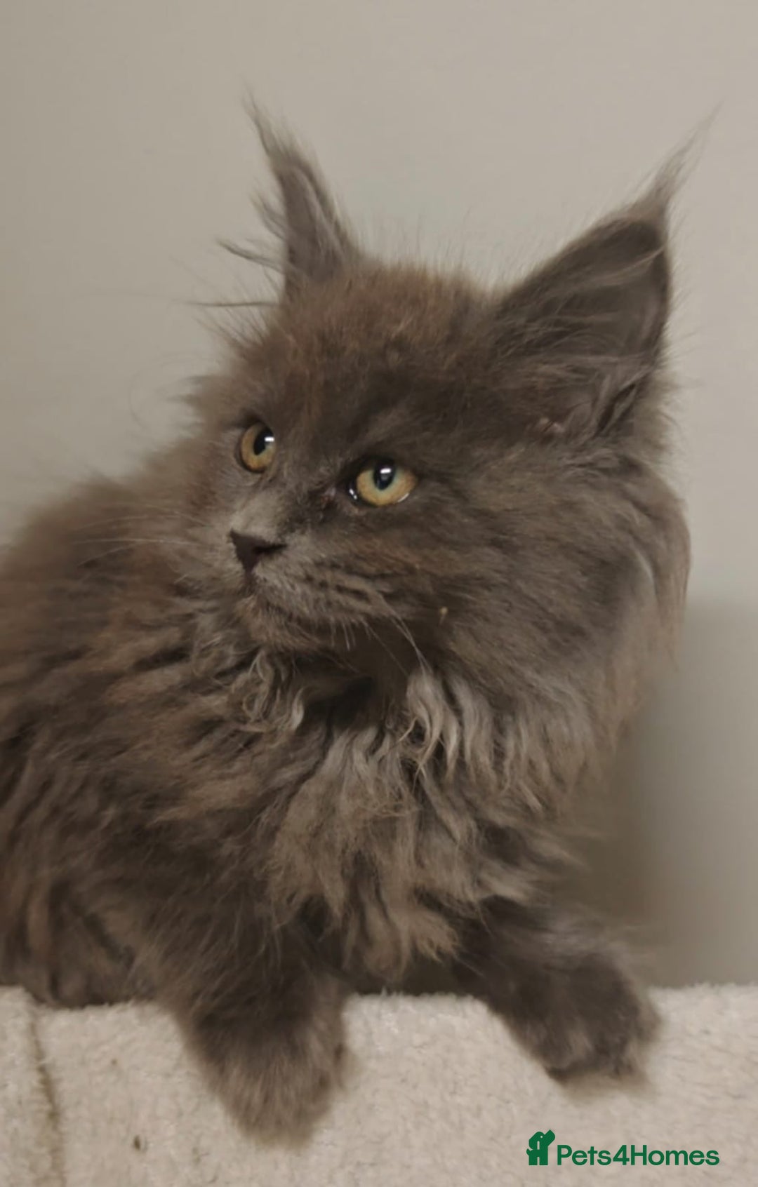 Maine Coon cats for sale: Beautiful Maine coon kittens - Image 10
