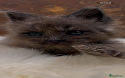 Maine Coon cats for sale: Championship line GCCF Maine Coon kittens  - Image 5