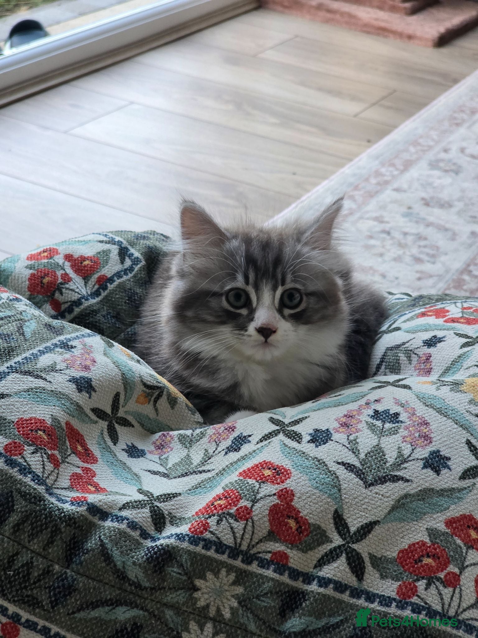 Mixed Breed cats Last fluffy kitten left! - Advert 1