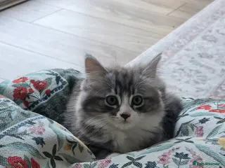 Mixed Breed cats Last fluffy kitten left! - Advert 1