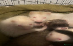 Ferret rodents for sale: Ferrets - Image 7