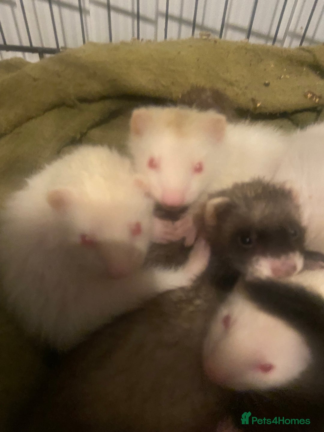 Ferret rodents for sale: Ferrets - Image 7