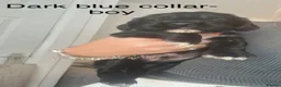 Cocker Spaniel dogs for sale: Cocker spaniel puppies 🐶  - Advert 8