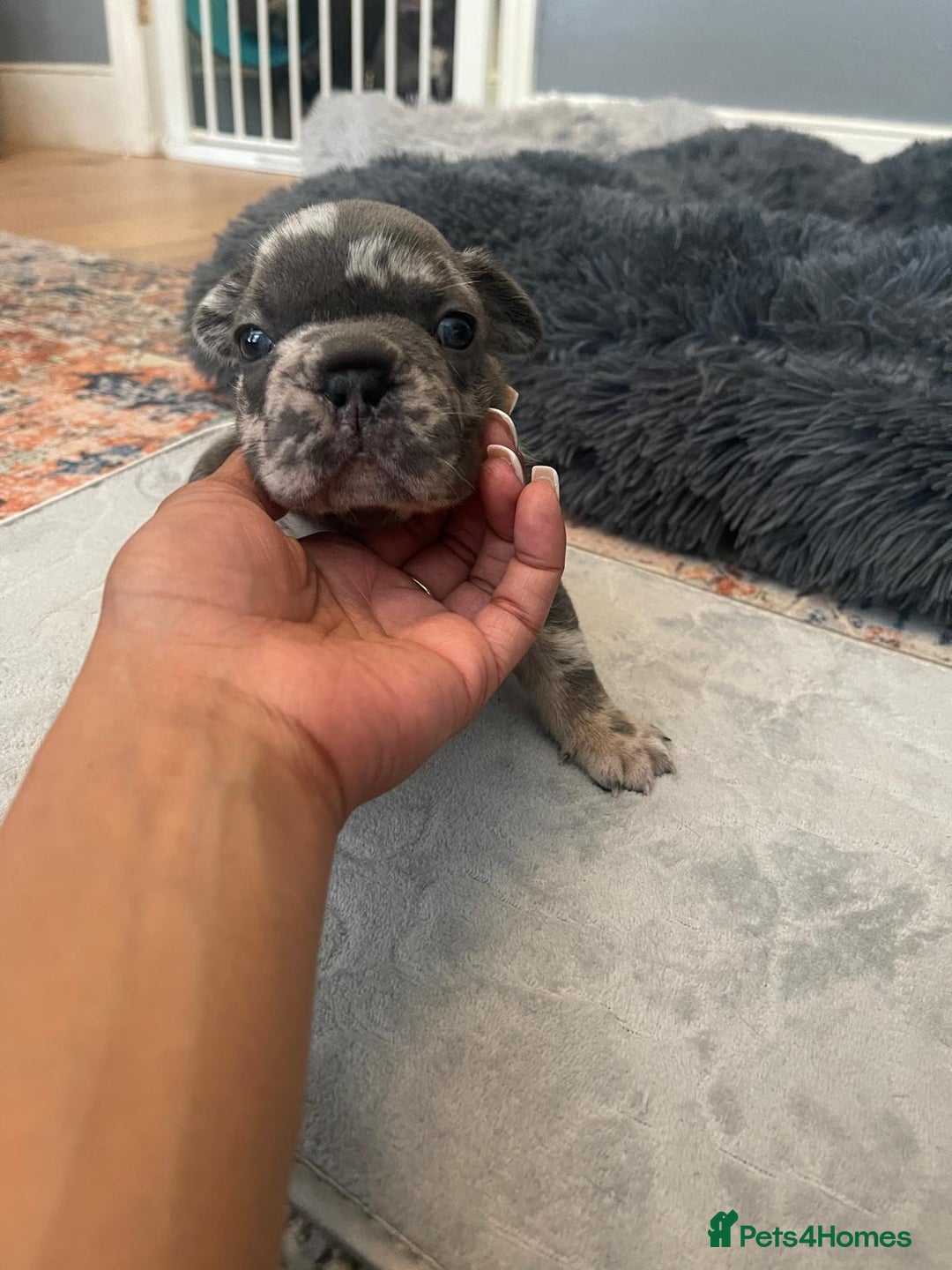 French Bulldog dogs for sale: beautiful frenchies - Image 25
