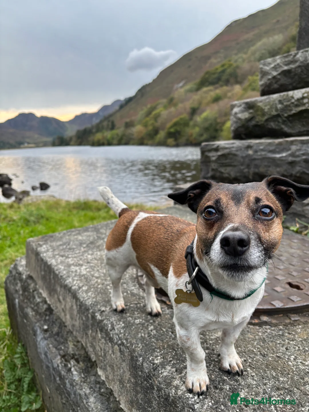 Jack Russell dogs for stud: Jack Russell Stud Available - Advert 6