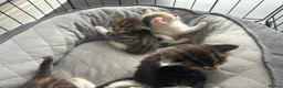 Mixed Breed cats for sale: Kittens  - Advert 3