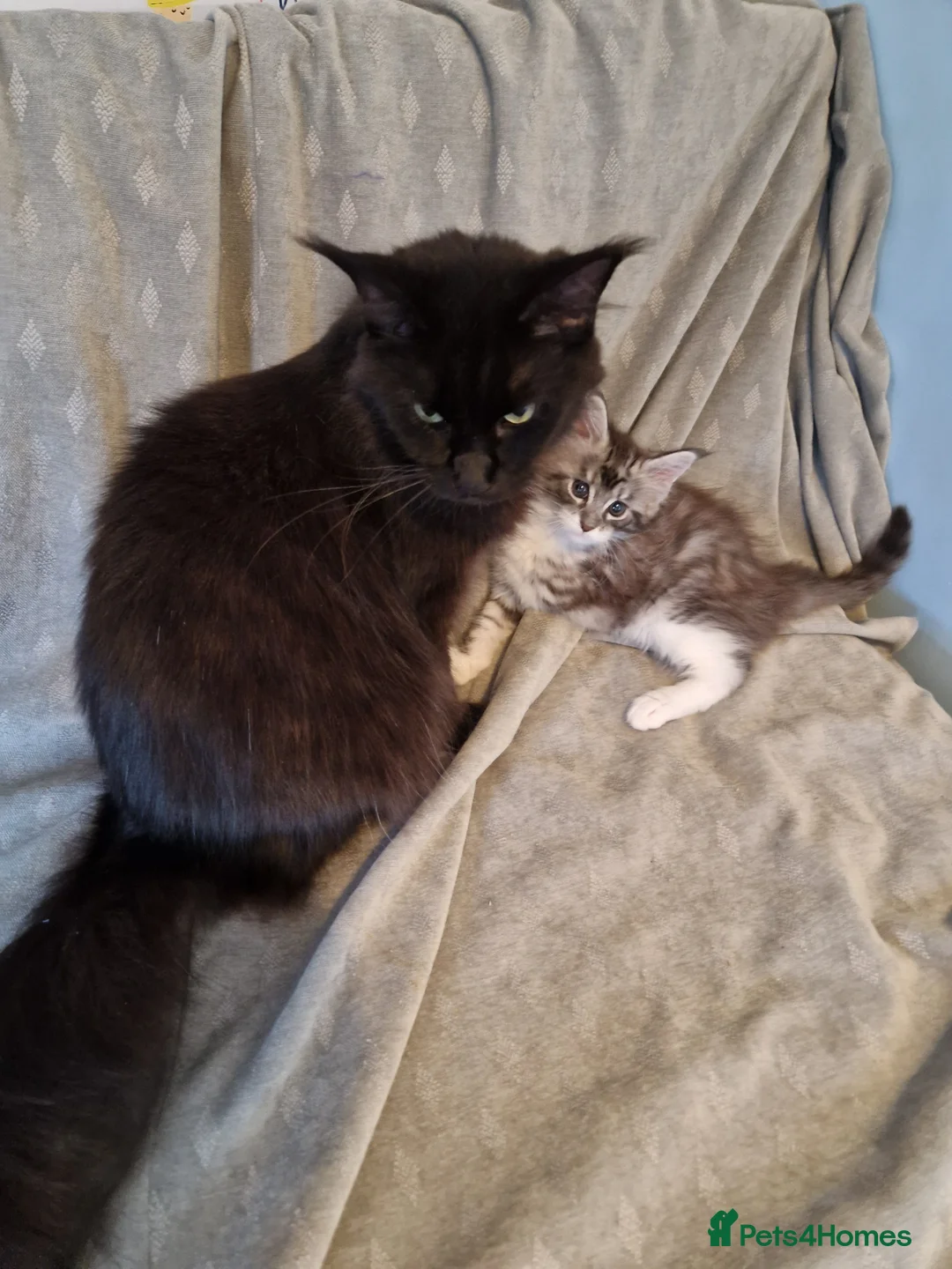 Maine Coon cats for sale: Beautiful maine coon kitten - Advert 2