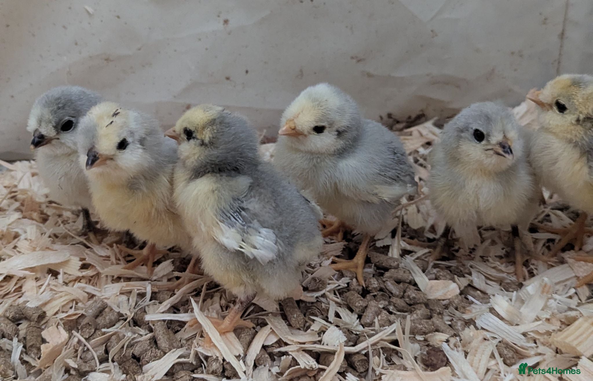 Chickens poultry Unsexed chics - Le Bresse and Lavender Aracouna  - Advert 6