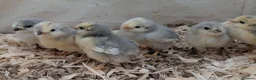 Chickens poultry for sale: Unsexed chics - Le Bresse and Lavender Aracouna  - Advert 1