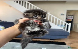 Maine Coon cats for sale: Beautiful Maine coon kittens for sale - Image 3