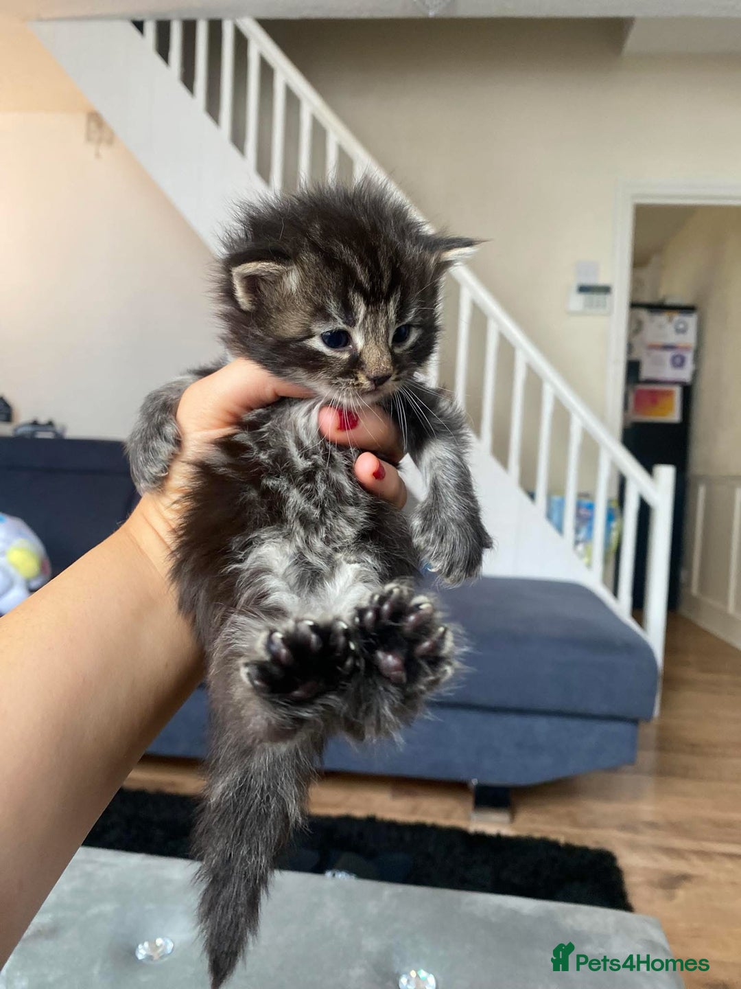 Maine Coon cats for sale: Beautiful Maine coon kittens for sale - Image 3