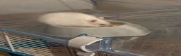 Hamster rodents for sale: Russian dwarf hamster  in High Wycombe - Advert 5