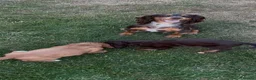 Cocker Spaniel dogs for sale: Stunning Cocker spaniel pups  in Scunthorpe - Advert 10
