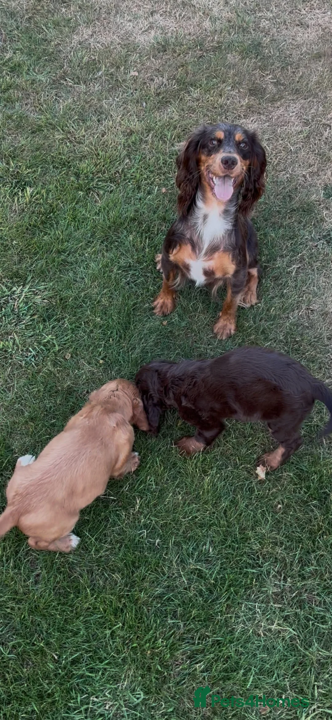 Cocker Spaniel dogs for sale: Stunning Cocker spaniel pups  in Scunthorpe - Advert 10