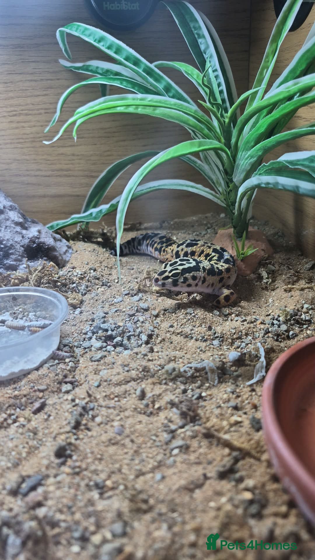 Leopard Gecko reptiles leopard gecko - Advert 1