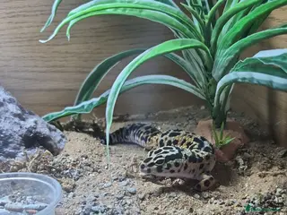 Leopard Gecko reptiles leopard gecko - Advert 1