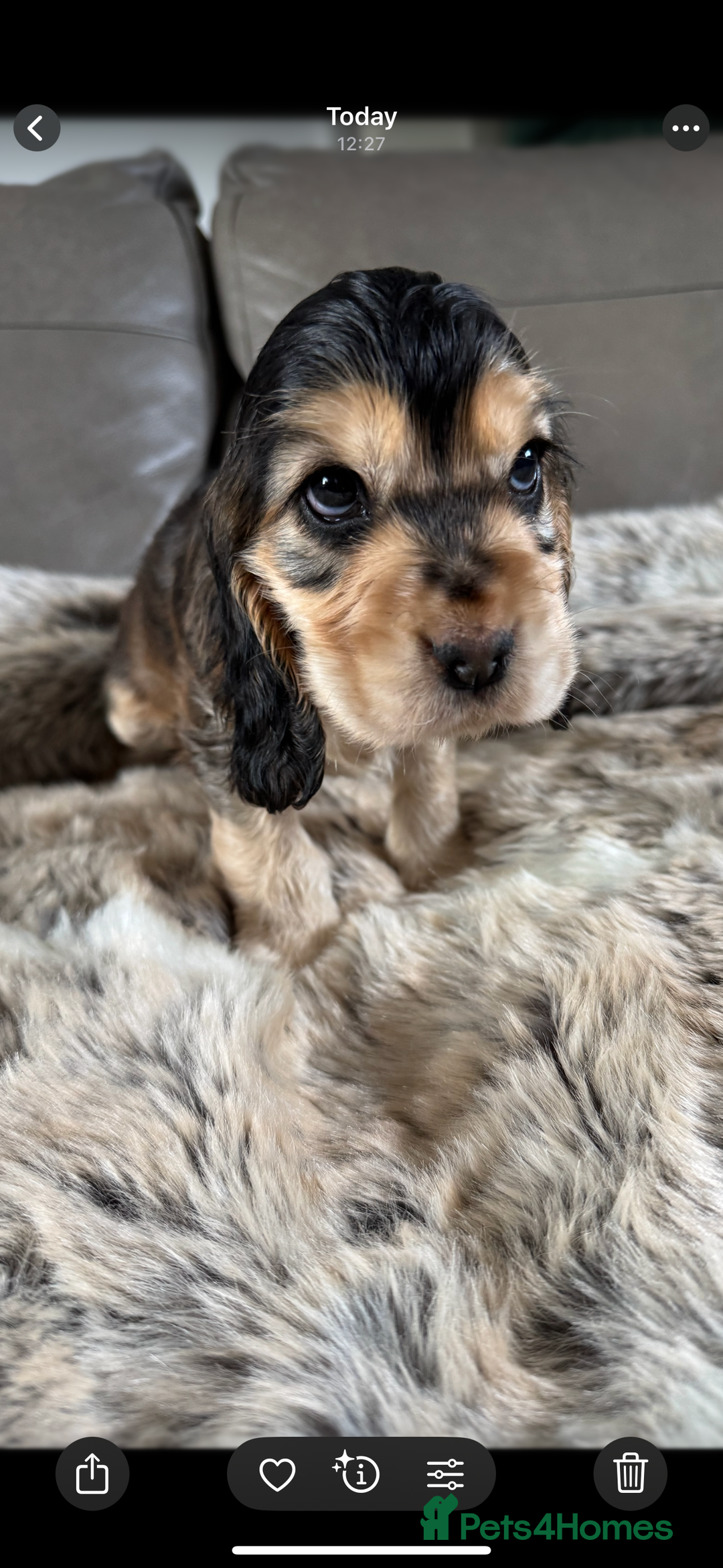 Cocker Spaniel dogs for sale: 🐶 Beautiful Show-Type Cocker Spaniel Puppies 🐶 - Advert 13
