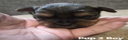Shorkie dogs for sale: Shorkie puppies  - Advert 11