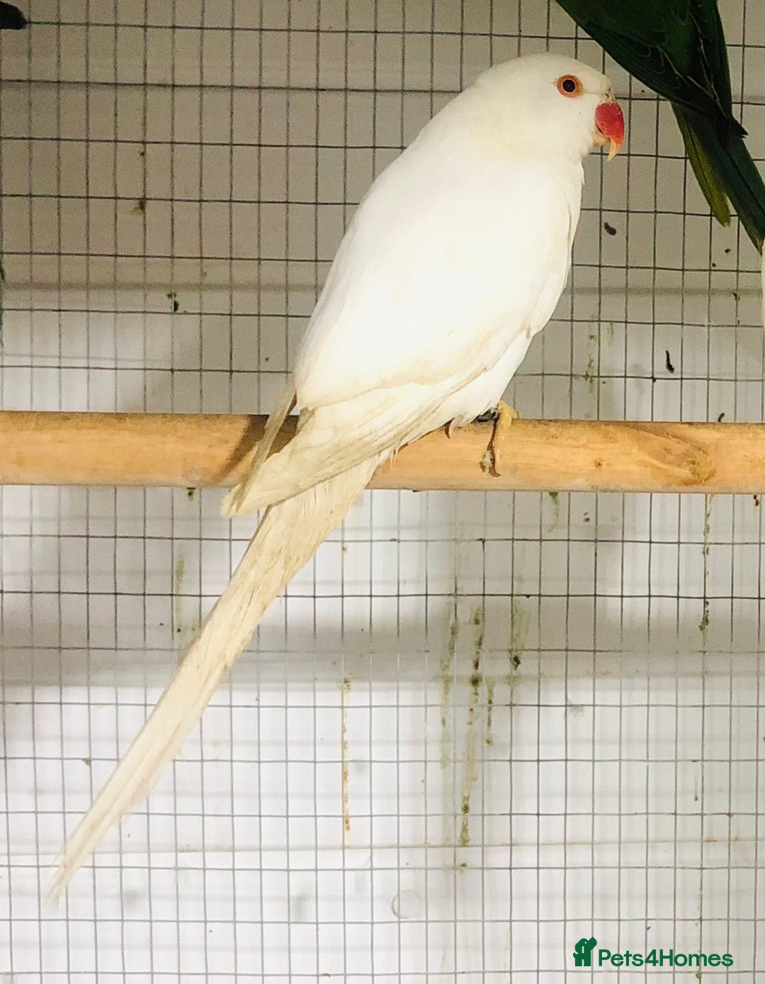 Ringnecks birds for sale: Beautiful coloured ringneck parrots for sale. - Advert 4