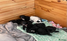 Cavapoo dogs for sale: BEAUTIFUL Toy Cavapoos! - Image 11