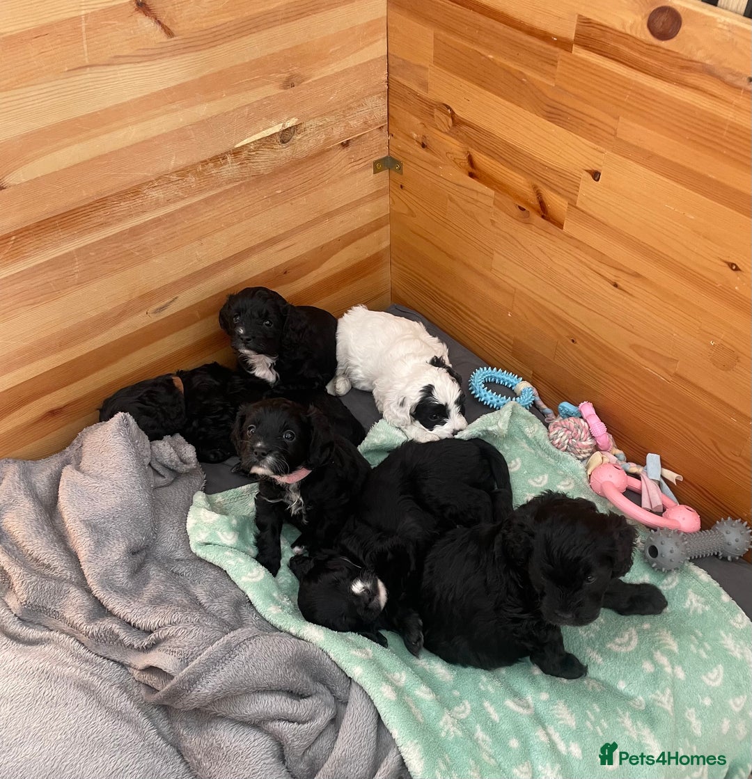 Cavapoo dogs for sale: BEAUTIFUL Toy Cavapoos! - Image 11