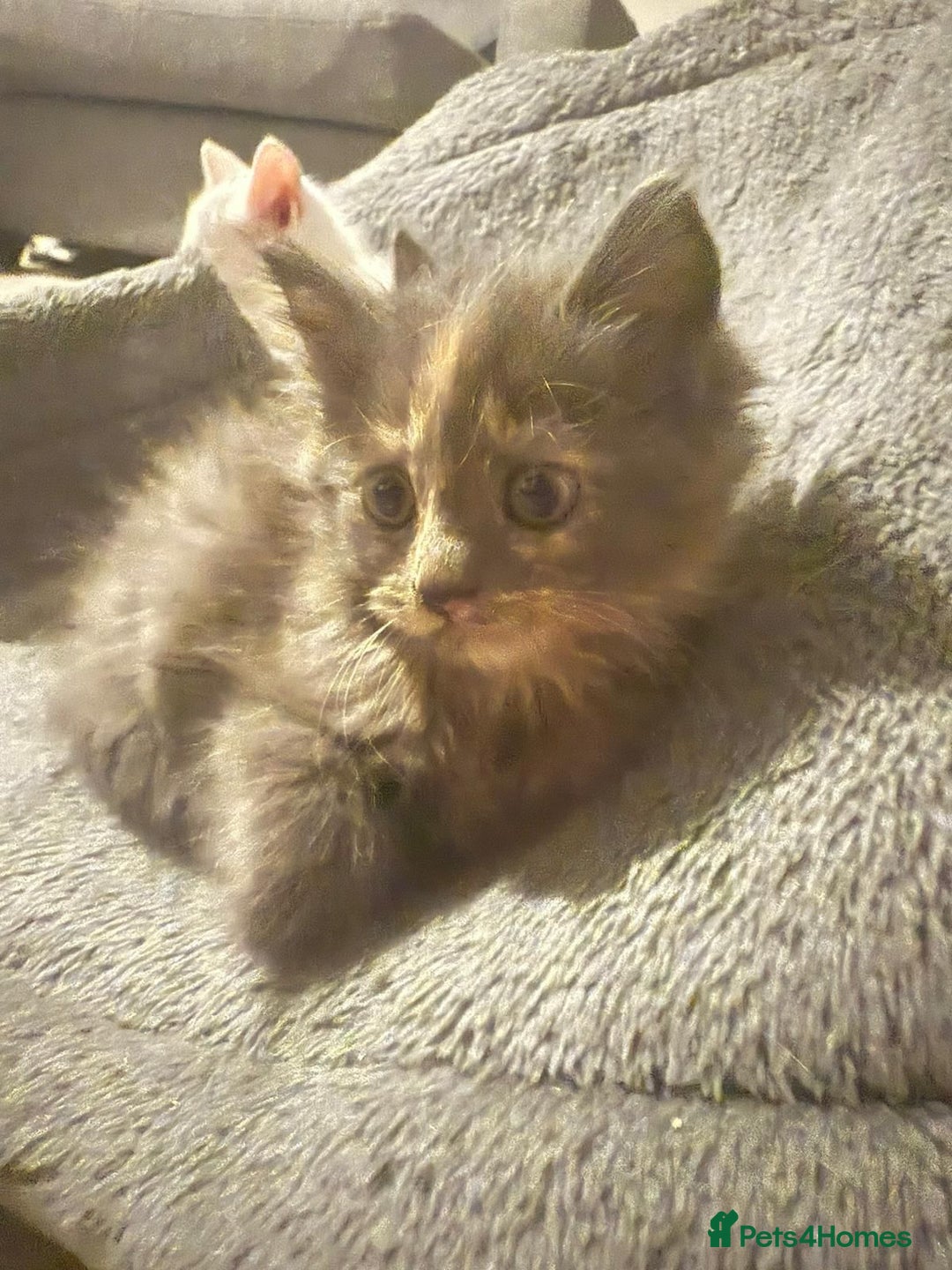 Mixed Breed cats for sale: 3 kittens ready to go - Image 3