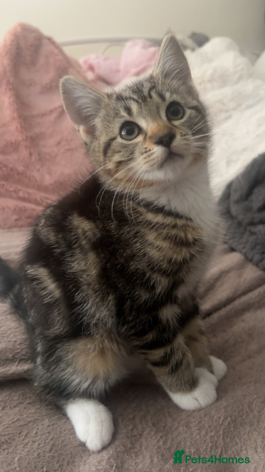 American Shorthair cats Kitten american shorthair black and brown - Advert 2